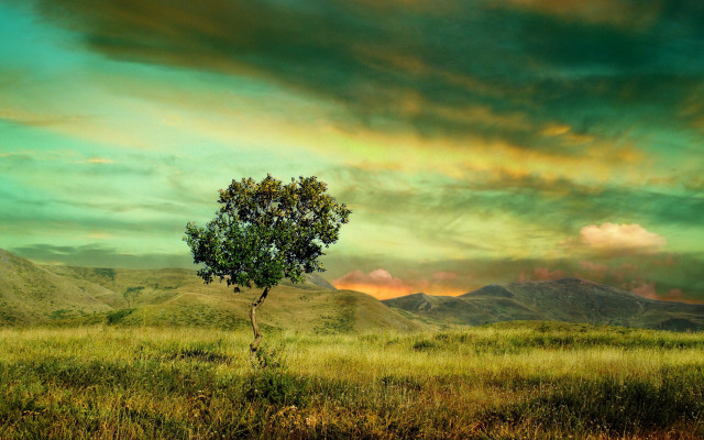 Lone tree mountain sunset green free wallpaper for desktop - medium preview image