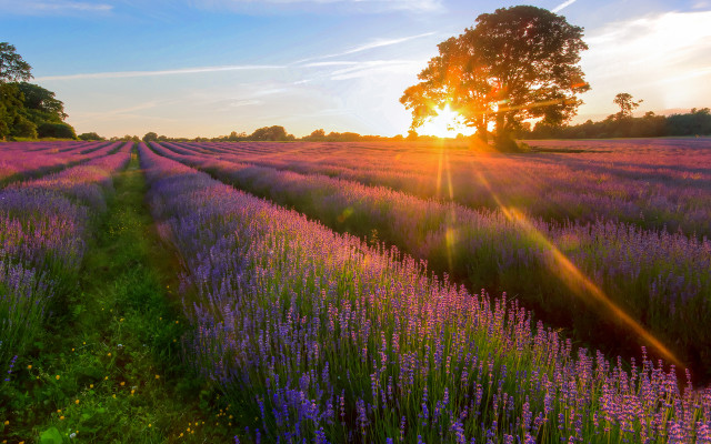 Lavender field sunset tree blue free wallpaper for desktop - medium preview image