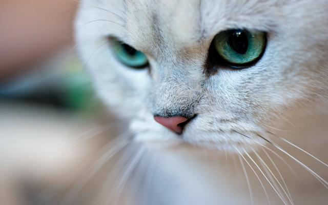 Cat green eyes white body free wallpaper for desktop - medium preview image