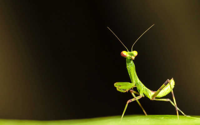 Green insect leaf black background free wallpaper for desktop - medium preview image