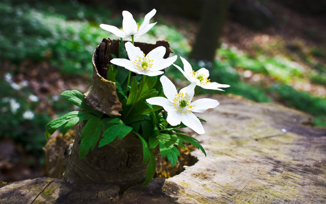 Vase white flowers woodland ecological free wallpaper for desktop - medium preview image