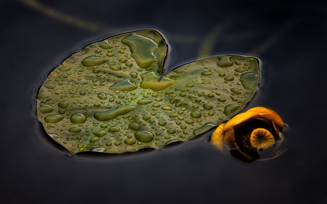 Leaf water drops yellow flower free wallpaper for desktop - medium preview image
