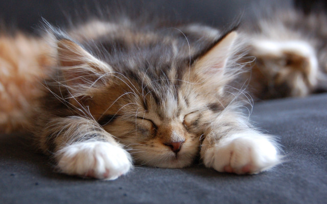 Sleeping cat couch adorable blurry free wallpaper for desktop - medium preview image