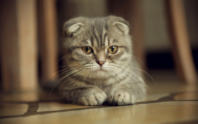 Small kitten sad eye focus free wallpaper for desktop - medium preview image