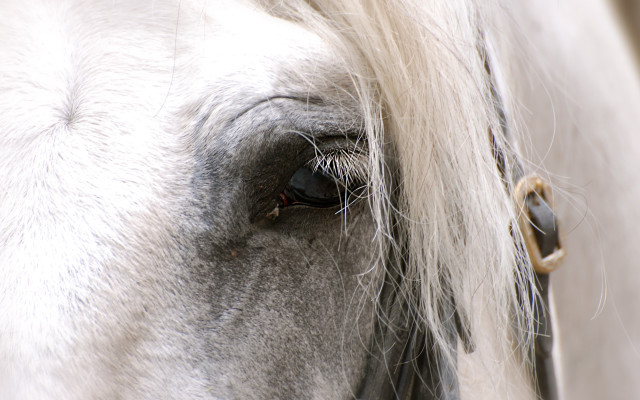 Horse eye white mane black free wallpaper for desktop - medium preview image