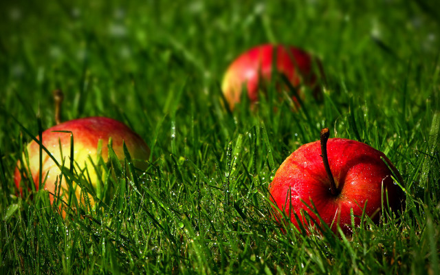 Three apples grass autumn nature free wallpaper for desktop - medium preview image