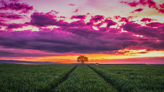 Sunset field tree clouds purple free wallpaper for desktop - medium preview image