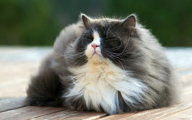 Cat wooden table laying eyes free wallpaper for desktop - medium preview image