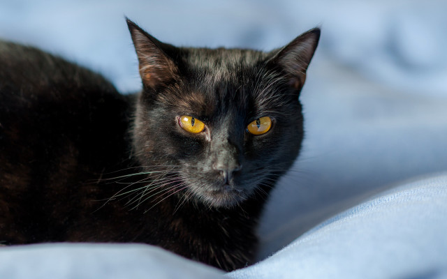Black cat yellow eyes felix free wallpaper for desktop - medium preview image