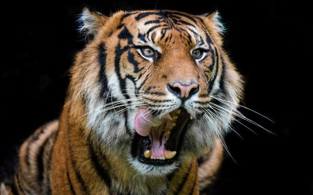 Tiger open mouth teeth wildlife free wallpaper for desktop - medium preview image