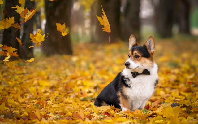 Dog leaves autumn bowtie blurry free wallpaper for desktop - medium preview image