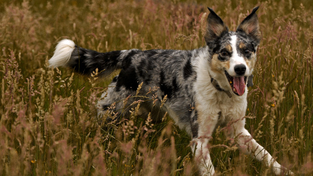Dog running tallgrass openmouth nature free wallpaper for desktop - medium preview image