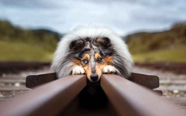 Dog leaning on rail art free wallpaper for desktop - medium preview image