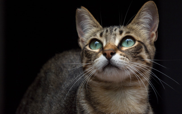Cat green eyes black background free wallpaper for desktop - medium preview image