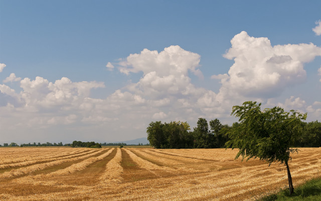 Field tree clouds sunset horizon free wallpaper for desktop - medium preview image