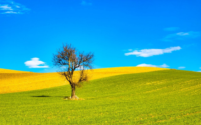 Lone tree green field blue #7 free wallpaper for desktop - medium preview image