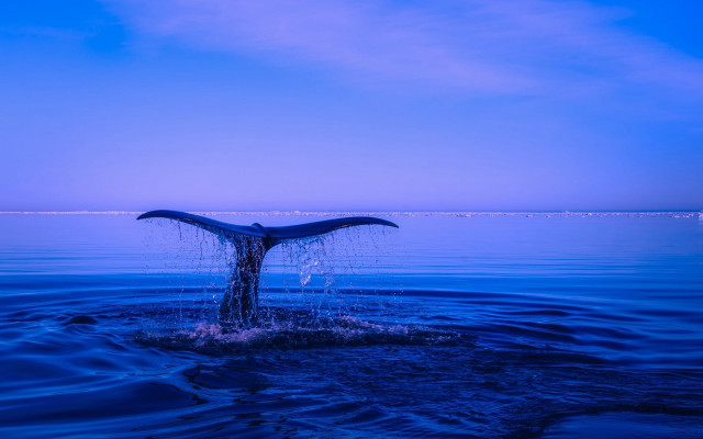Whale tail dusk blue sky free wallpaper for desktop - medium preview image