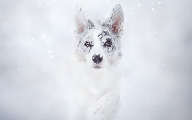 Dog snow flakes white coat free wallpaper for desktop - medium preview image