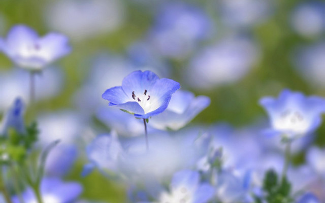 Blue flower white center bokeh free wallpaper for desktop - medium preview image