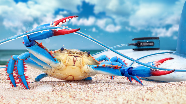 Blue crab beach surfboard camera free wallpaper for desktop - medium preview image