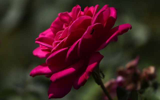 Pink flower green background blurry #10 free wallpaper for desktop - medium preview image
