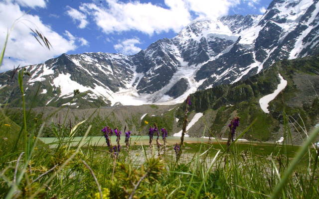 Mountain range purple flowers green free wallpaper for desktop - medium preview image