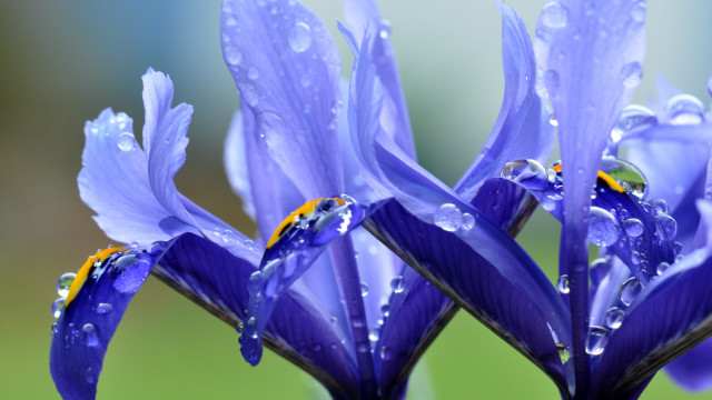 Blue flower water droplets macro #5 free wallpaper for desktop - medium preview image