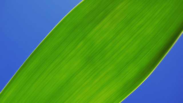 Green leaf blue sky minimalism free wallpaper for desktop - medium preview image