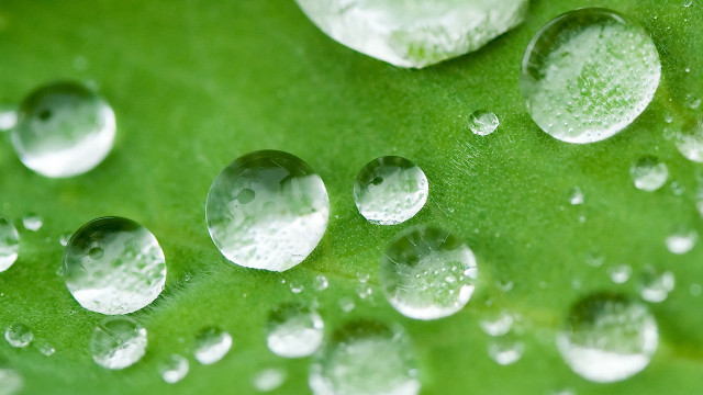 Green leaf water droplets macro #26 free wallpaper for desktop - medium preview image
