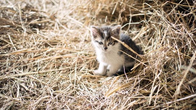 Kitten hay straw sad camera free wallpaper for desktop - medium preview image