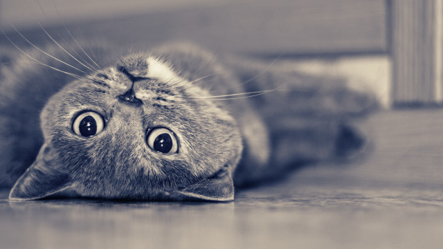 Cat surprised laying on floor free wallpaper for desktop - medium preview image