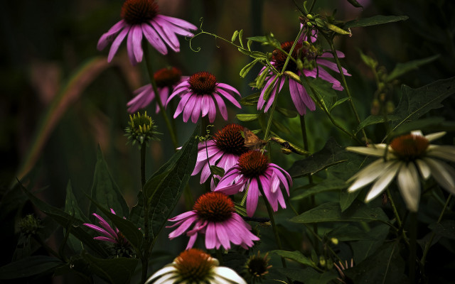 Purple flowers bee impressionist shallow free wallpaper for desktop - medium preview image