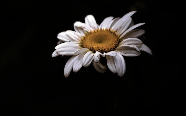 White flower yellow center black #2 free wallpaper for desktop - medium preview image