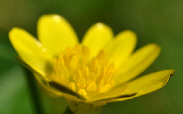 Yellow flower solo center macro free wallpaper for desktop - medium preview image