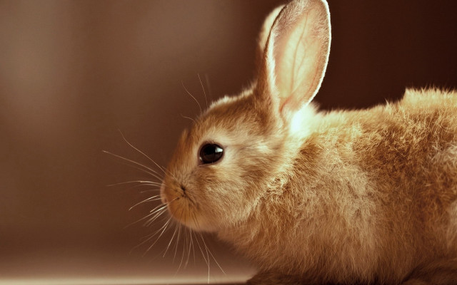 Small rabbit table wall brown free wallpaper for desktop - medium preview image