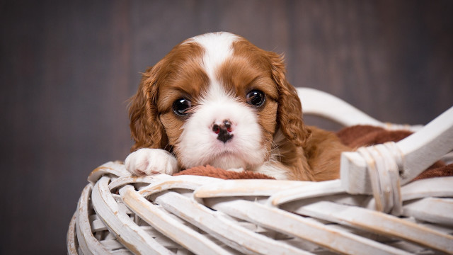 Small brown white dog chair free wallpaper for desktop - medium preview image