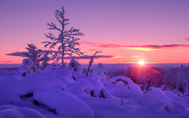 Sunset snowy landscape tree pink free wallpaper for desktop - medium preview image