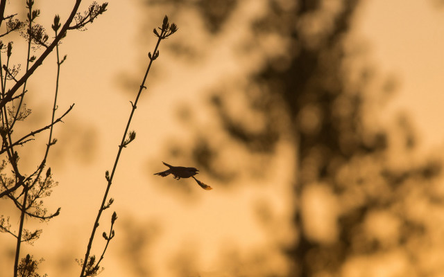 Bird silhouette branch autumn bokeh free wallpaper for desktop - medium preview image