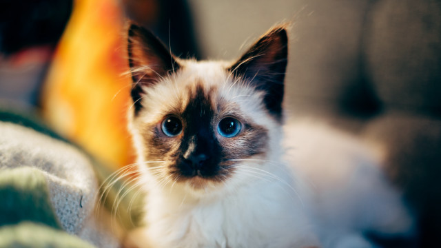Blue eyed cat couch blurry free wallpaper for desktop - medium preview image