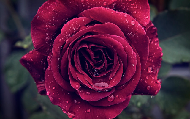 Red rose water droplets bokeh #6 free wallpaper for desktop - medium preview image