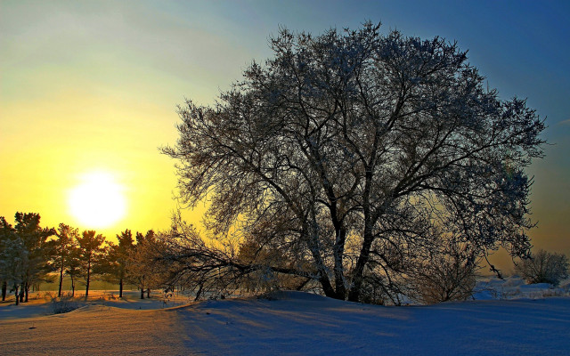 Snowy tree sunset frost autumn free wallpaper for desktop - medium preview image