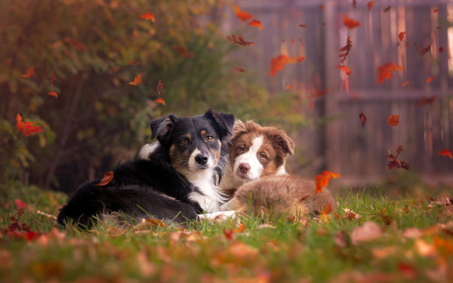 Dogs leaves fence autumn blurry free wallpaper for desktop - medium preview image