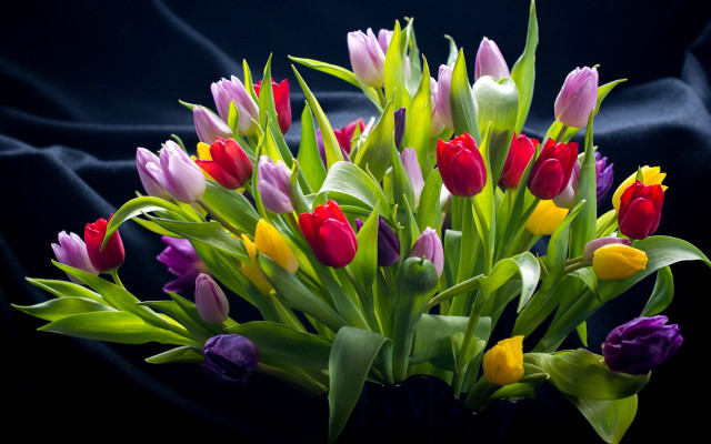 Tulip bouquet vase black background free wallpaper for desktop - medium preview image