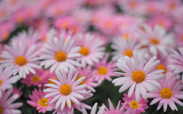 Pink white flower field macro free wallpaper for desktop - medium preview image