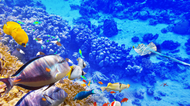 Fish coral reef ocean blue #12 free wallpaper for desktop - medium preview image