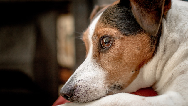 Dog laying red blanket art free wallpaper for desktop - medium preview image