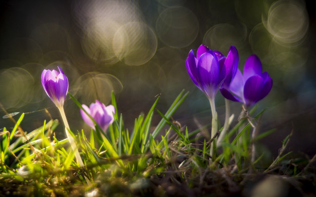 Purple flowers green grass sunlight free wallpaper for desktop - medium preview image