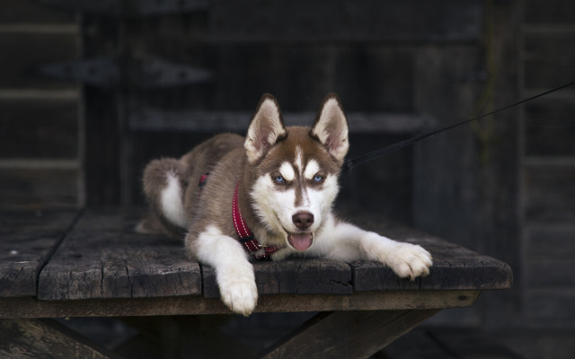 Husky wooden bench blue eyes free wallpaper for desktop - medium preview image