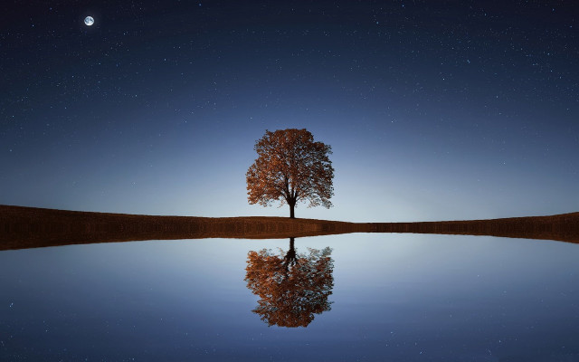 Lone tree reflection still lake free wallpaper for desktop - medium preview image