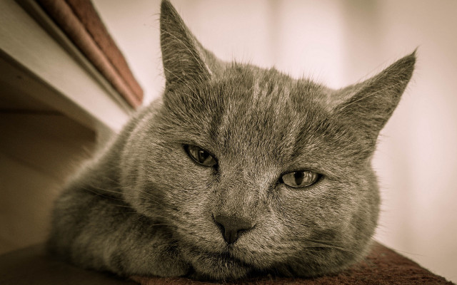 Cat laying towel sad eyes free wallpaper for desktop - medium preview image